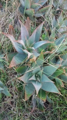 Aloe × schimperi
