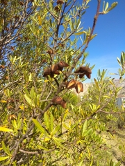 Kageneckia lanceolata