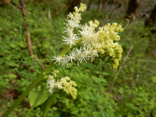 Maianthemum racemosum