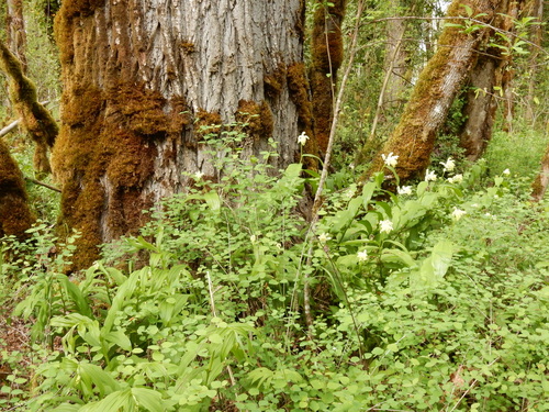 Maianthemum racemosum