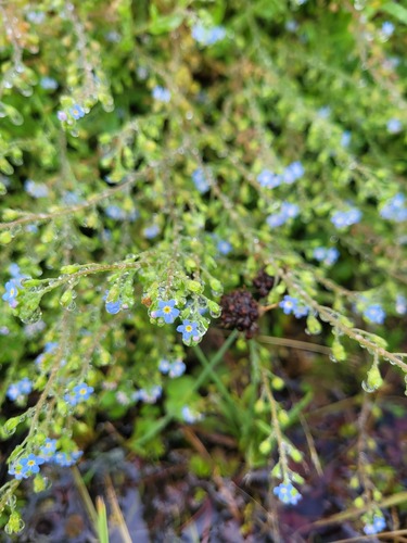 Myosotis laxa observed 2024-02-06