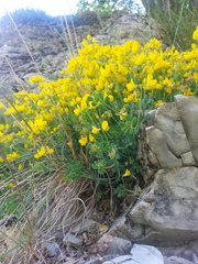 Coronilla minima