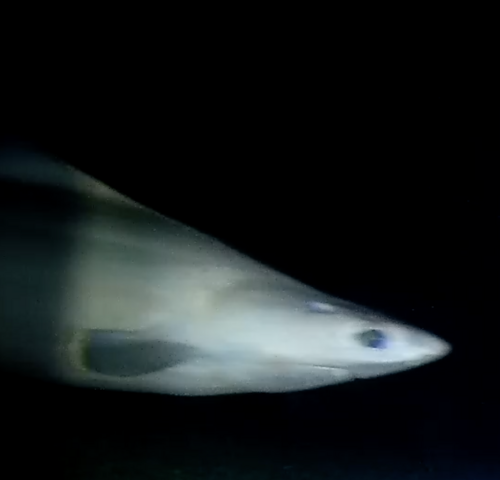 Foto de Quelvacho negro (Centrophorus squamosus)