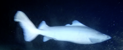 Deepsea spiny dogfish (Centrophorus squamosus) — Centrophoridae — 5