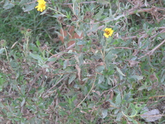 Grindelia pulchella
