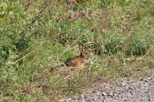 Snowshoe Hare photographed in Maine