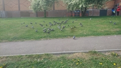 Columba livia domestica