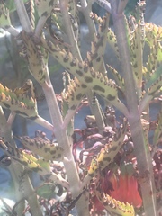 Kalanchoe daigremontiana