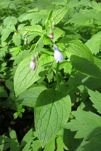 Image of Broadleaf Bluebells (Mertensia subcordata) by (c) Ed Alverson, some rights reserved (CC BY)