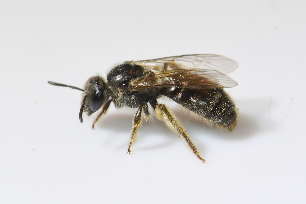 Two-celled Sweat Bee