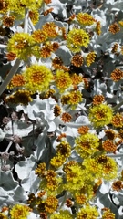 Eriogonum crocatum