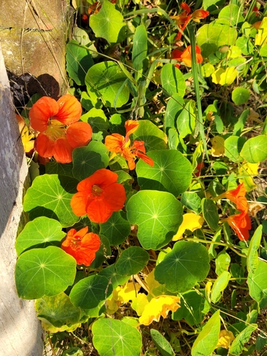 Tropaeolum majus
