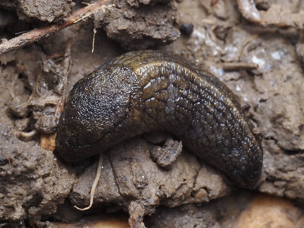 Milacidae