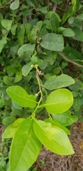Citrus × latifolia