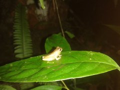 Dendropsophus brevifrons