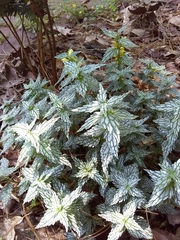 Lamium galeobdolon flavidum