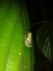Pristimantis omeviridis