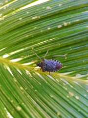 Halyomorpha halys