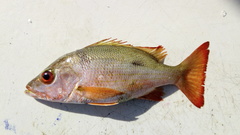 Lutjanus mahogoni