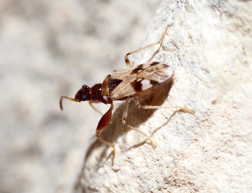 Pseudopamera nitidicollis