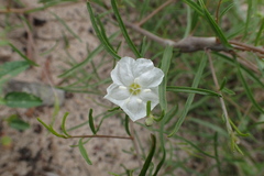 Stylisma pickeringii