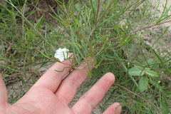 Stylisma pickeringii