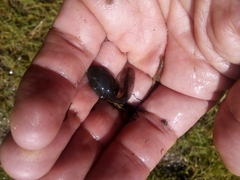 Pleurodema cinereum