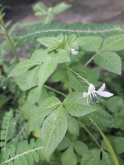 Cleome aculeata
