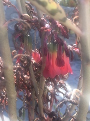 Kalanchoe daigremontiana