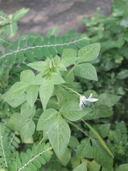 Cleome aculeata