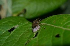 Callostethus guttatopunctatus