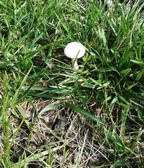 Agaricales