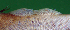 Corambe pacifica