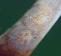 Corambe pacifica