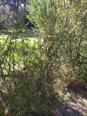 Berberis boliviana