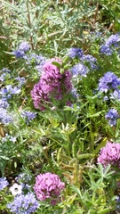 Castilleja exserta
