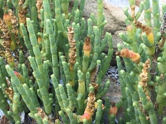 Salicornia littorea