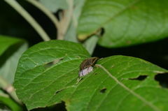 Callostethus guttatopunctatus