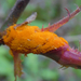 Multiflora Rose Rust - Photo (c) Tomás Curtis, some rights reserved (CC BY-NC), uploaded by Tomás Curtis