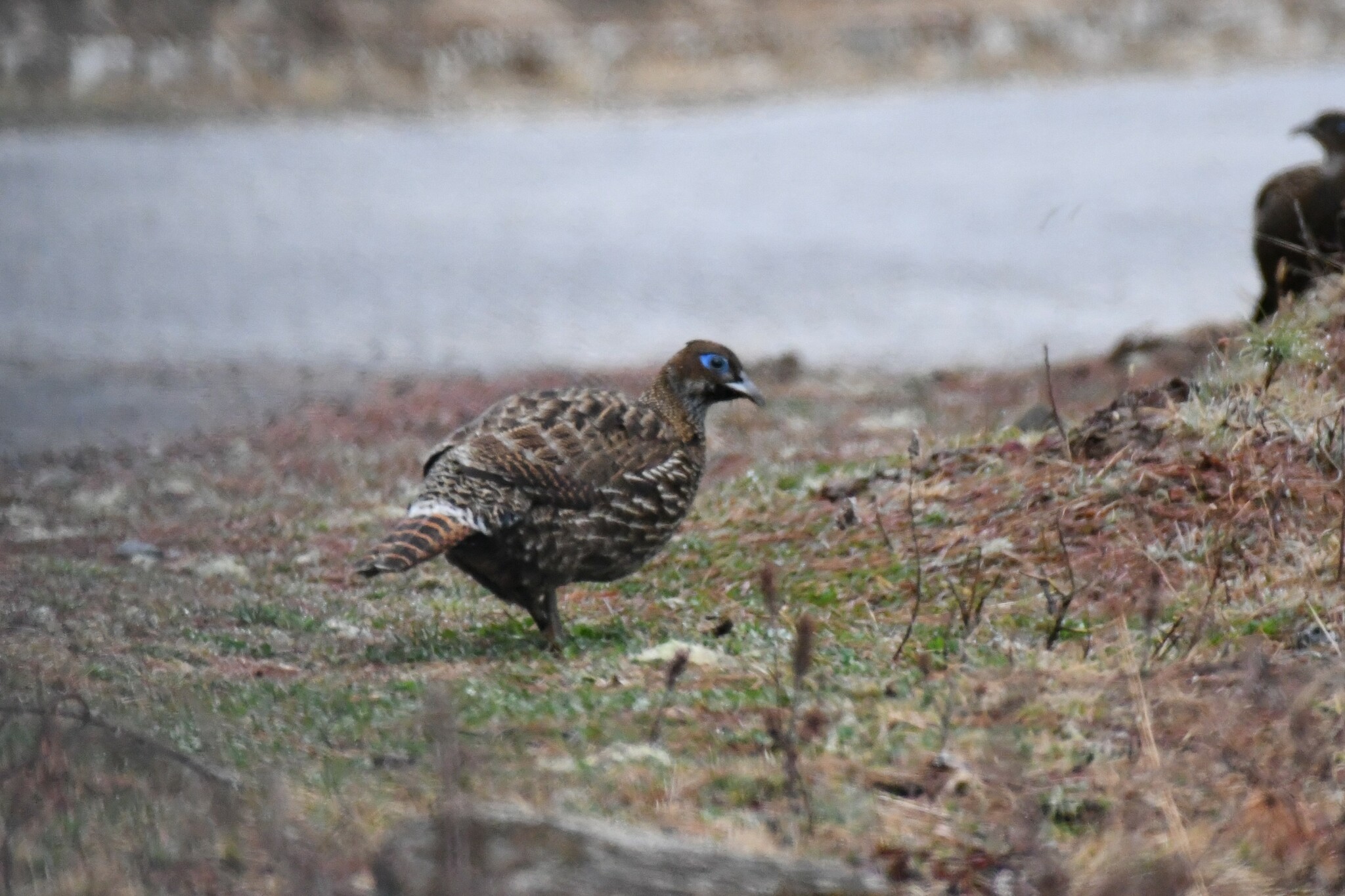 Himalayan Monal