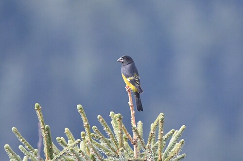 White-winged Grosbeak (Mycerobas carnipes), photo 5