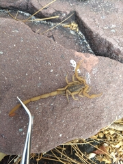 Centruroides suffusus