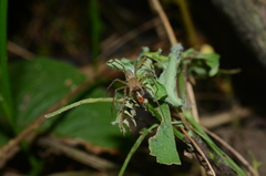 Thaumasia argenteonotata