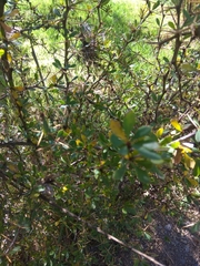 Berberis boliviana