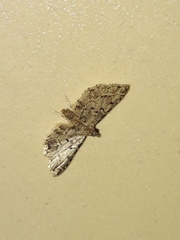 Sufetula hemiophthalma