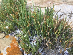 Salicornia littorea