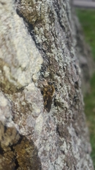 Brachypalpus oarus