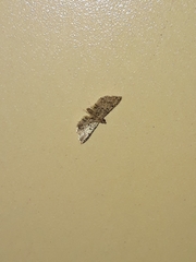 Sufetula hemiophthalma