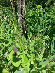 Aristolochia rotunda