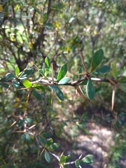 Berberis boliviana